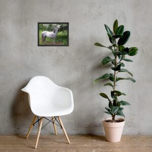 Dapple grey horse Framed poster
