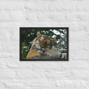Sleepy tiger Framed poster