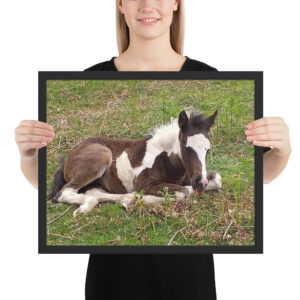 Baby horse Framed poster