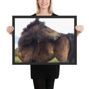 Moor pony Framed poster