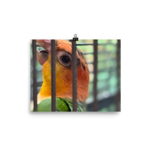 Exotic parrot Poster