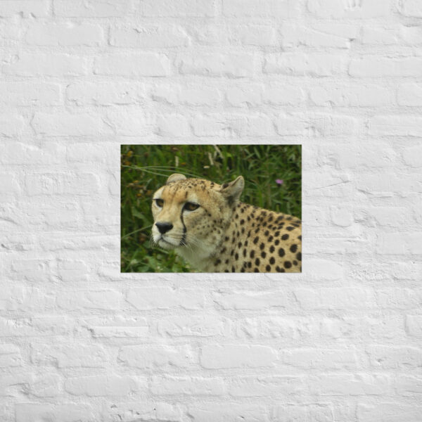 Cheetah Poster